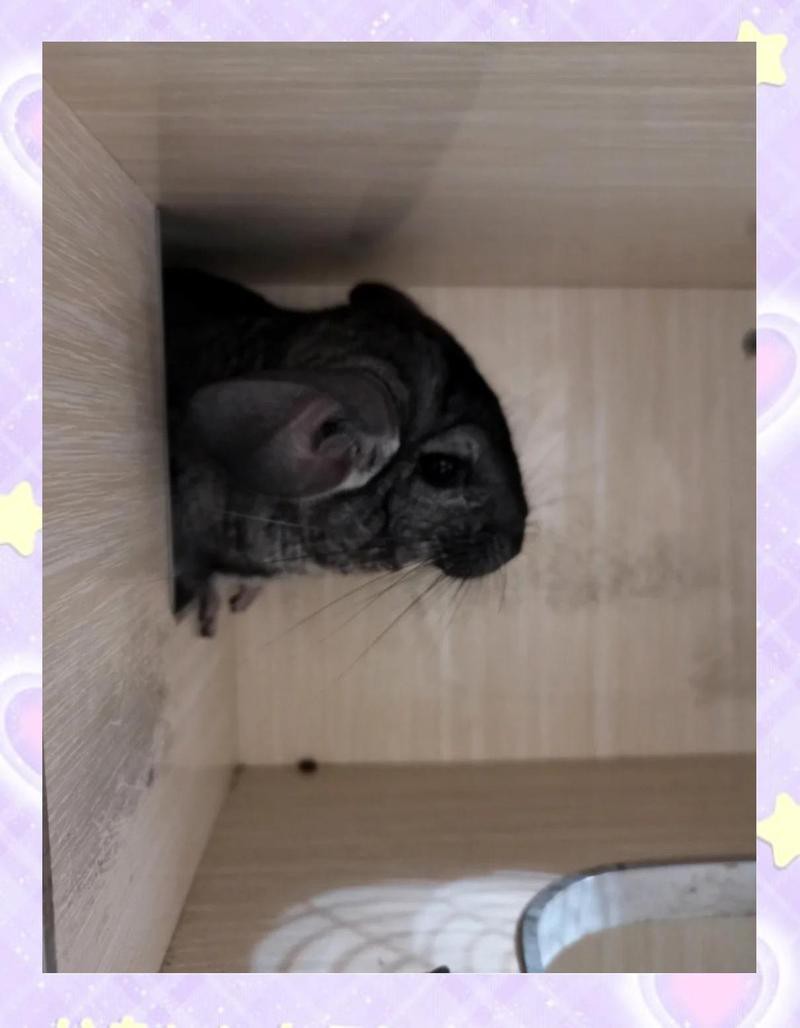 龍貓雙養有哪些注意事項？ 龍貓雙養有哪些注意事項？ 龍魚百科 第4張