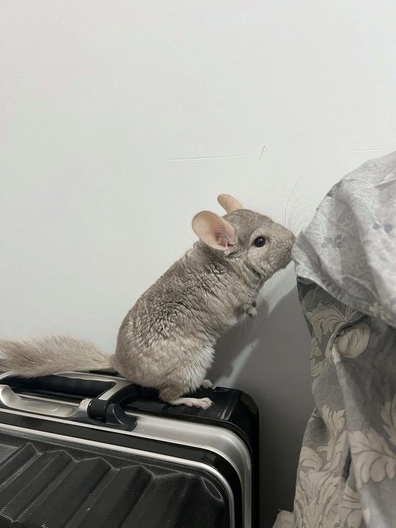 龍貓雙養有哪些注意事項？ 龍貓雙養有哪些注意事項？ 龍魚百科 第3張