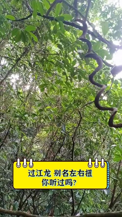 海南野生過山龍魚圖片大全高清