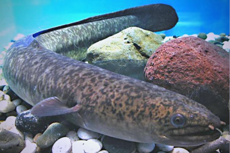 海南野生過山龍魚圖片大全高清