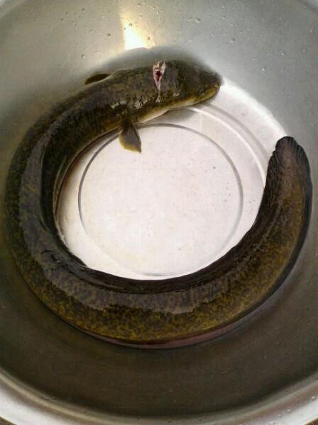 海南野生過山龍魚圖片大全高清
