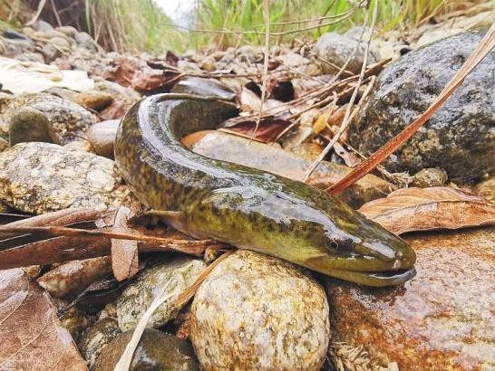 海南野生過山龍魚圖片大全高清