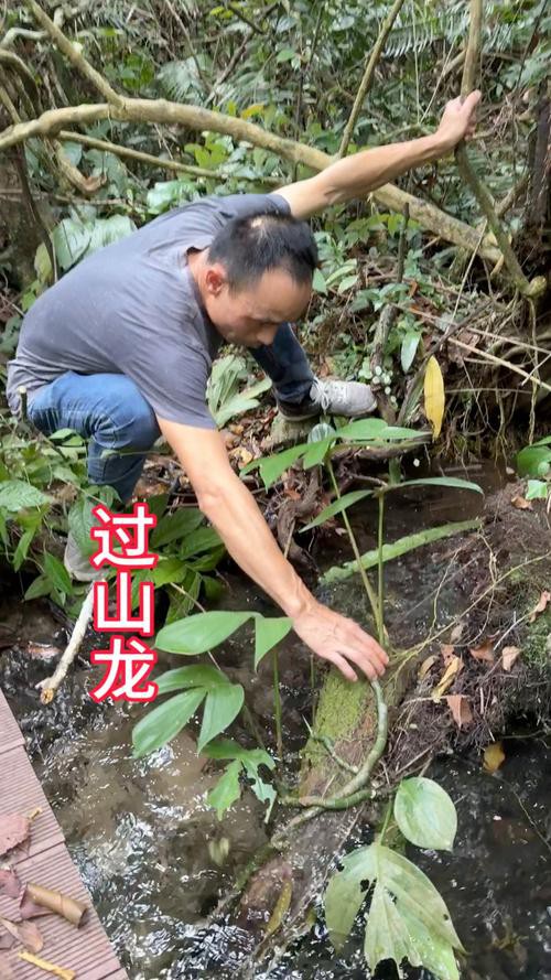 海南野生過山龍魚圖片大全高清