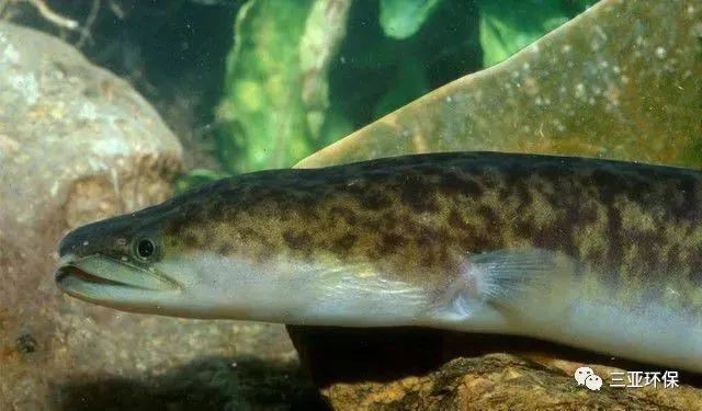 海南野生過山龍魚圖片大全高清