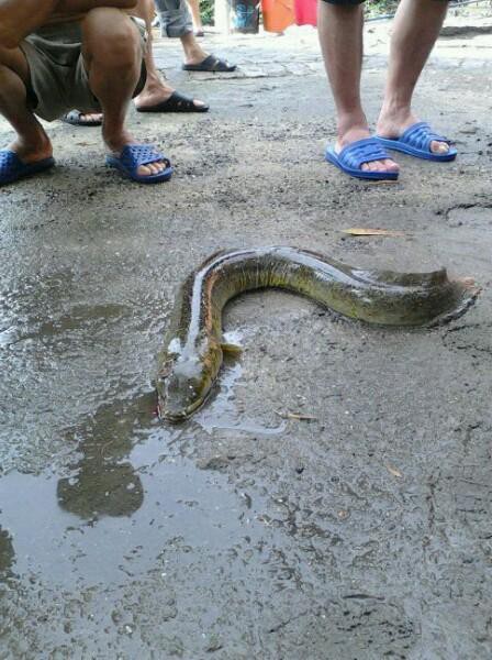 海南野生過山龍魚圖片大全高清