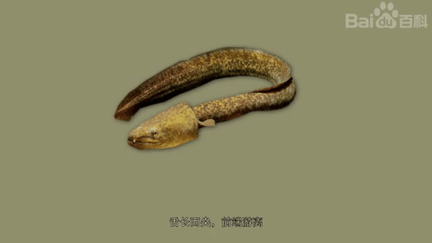 海南野生過山龍魚圖片大全高清