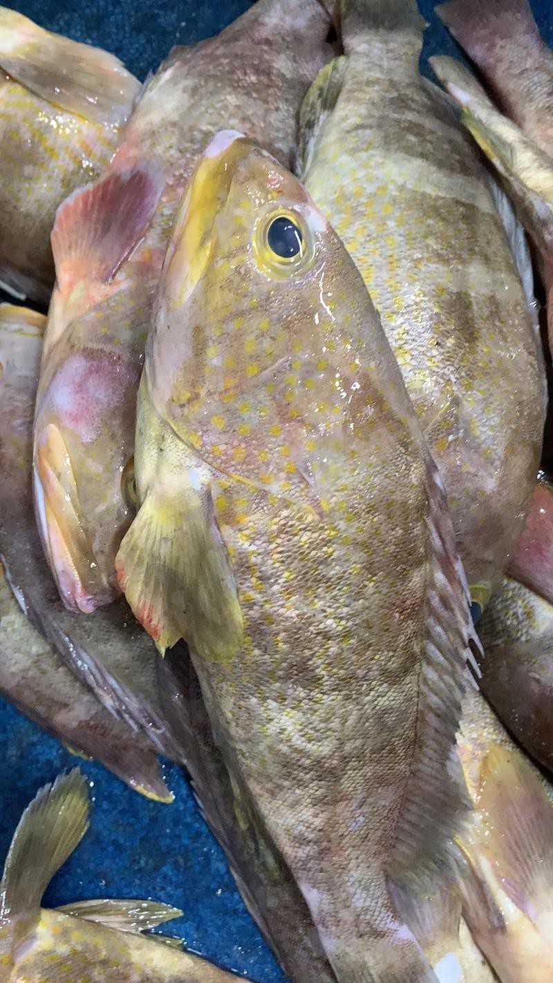 海南野生過山龍魚圖片大全高清