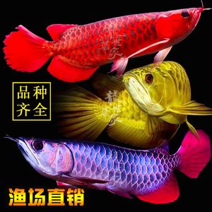 紅龍魚幼苗怎么挑選品種（如何挑選紅龍魚幼苗） 紅龍魚幼苗怎么挑選品種（如何挑選紅龍魚幼苗） 龍魚百科 第1張