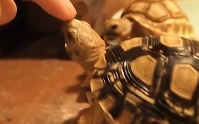 魚缸中的氧氣泵（ 魚缸中的氧氣泵怎么安裝）