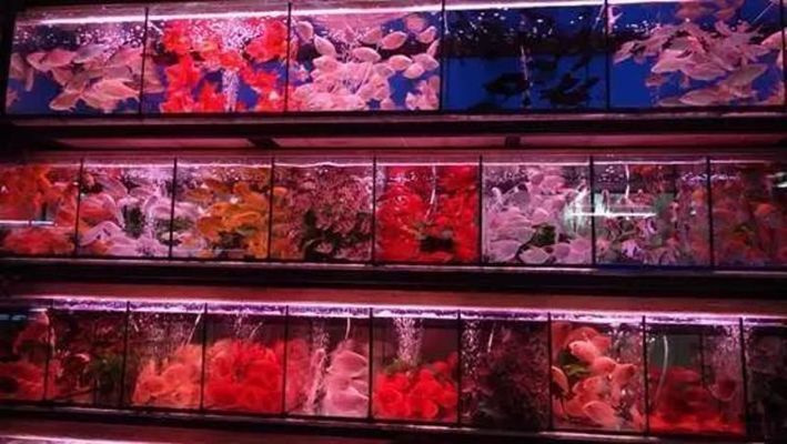 金龍魚需要驅蟲嗎怎么驅：金龍魚使用甲硝唑的注意事項