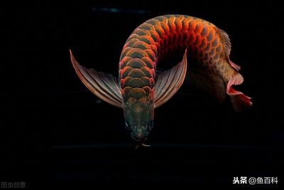 龍魚可以活多久：關于龍魚壽命的一些詳細信息 龍魚可以活多久：關于龍魚壽命的一些詳細信息 龍魚百科 第2張