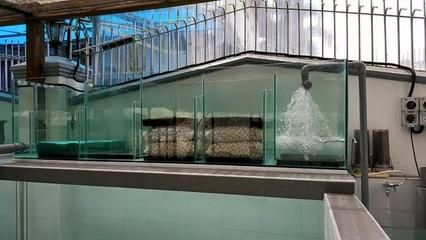 龍魚魚缸水泵流量多大好一點呢：選擇合適的水泵流量對于保持龍魚魚缸的良好水質和魚兒健康至關重要