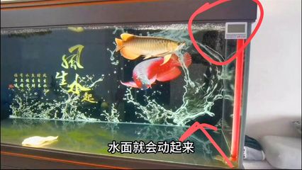 龍魚魚缸水泵流量多大好一點呢：選擇合適的水泵流量對于保持龍魚魚缸的良好水質和魚兒健康至關重要