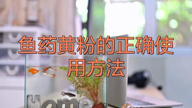 如何正確使用黃粉治療龍魚傷口？ 如何正確使用黃粉治療龍魚傷口？ 龍魚百科 第1張