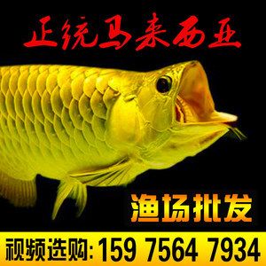 金龍魚苗怎么挑選【如何挑選金龍魚苗】 金龍魚苗怎么挑選【如何挑選金龍魚苗】 龍魚百科 第5張