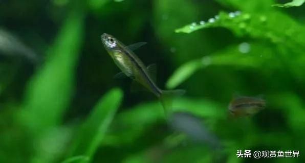 龍魚爛鰭爛尾原因分析：龍魚爛鰭爛尾是一個常見的疾病，可能由多種因素引起