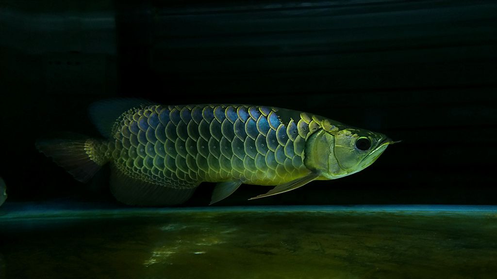 古典藍底金龍魚配什么燈光好看：古典藍底金龍魚配什么燈光好看古典藍底金龍魚燈光選擇建議 古典藍底金龍魚配什么燈光好看：古典藍底金龍魚配什么燈光好看古典藍底金龍魚燈光選擇建議 龍魚百科 第3張