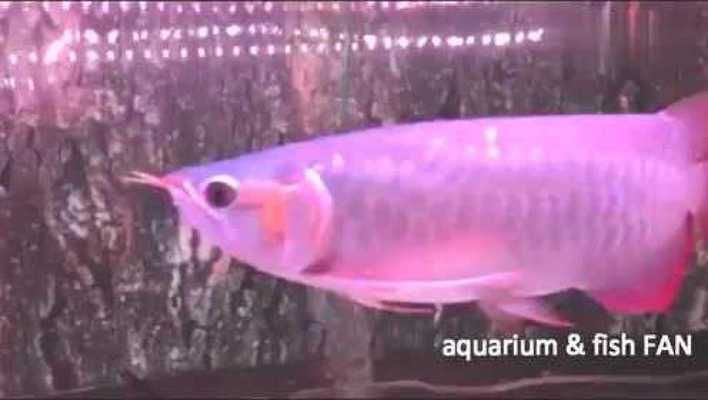 紅龍魚和金龍魚的價錢對比：如何辨別紅龍魚和金龍魚的價格趨勢 紅龍魚和金龍魚的價錢對比：如何辨別紅龍魚和金龍魚的價格趨勢 龍魚百科 第2張