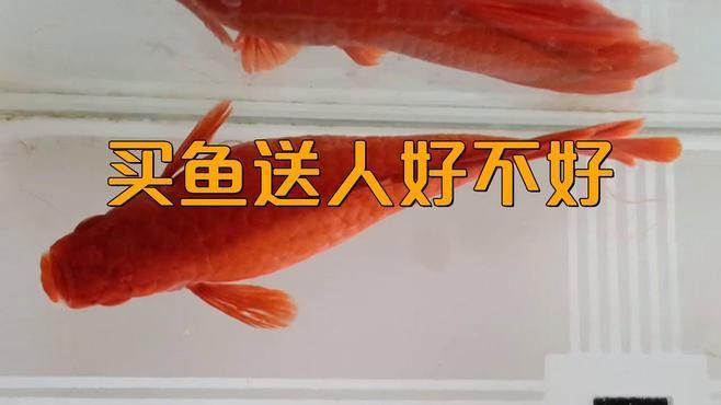 還有哪些魚種不適合贈送？