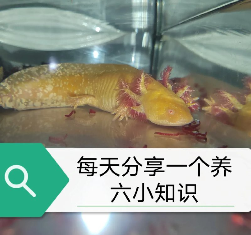 六角恐龍魚跳缸
