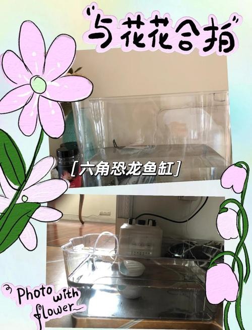 六角恐龍魚跳缸