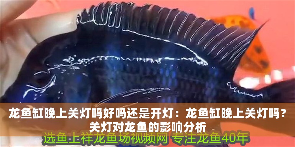龍魚缸晚上關燈嗎好嗎還是開燈:龍魚缸晚上關燈嗎?關燈對龍魚的影響分析 龍魚百科 第1張 龍魚缸晚上關燈嗎好嗎還是開燈:龍魚缸晚上關燈嗎?關燈對龍魚的影響分析 龍魚缸晚上關燈嗎好嗎還是開燈:龍魚缸晚上關燈嗎?關燈對龍魚的影響分析 龍魚百科 第1張