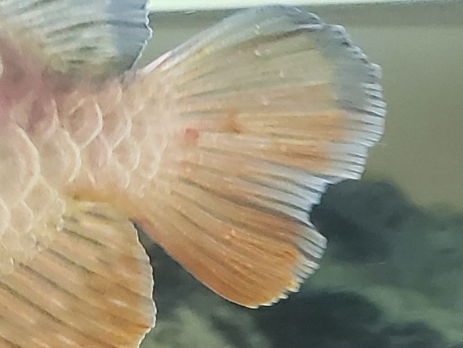 龍魚尾巴充血怎么回事：龍魚尾巴充血可能是由多種因素引起的，龍魚應激反應的緩解方法