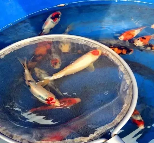 龍魚鰭上有紅斑（龍魚鰭上出現紅斑可能由多種因素引起）