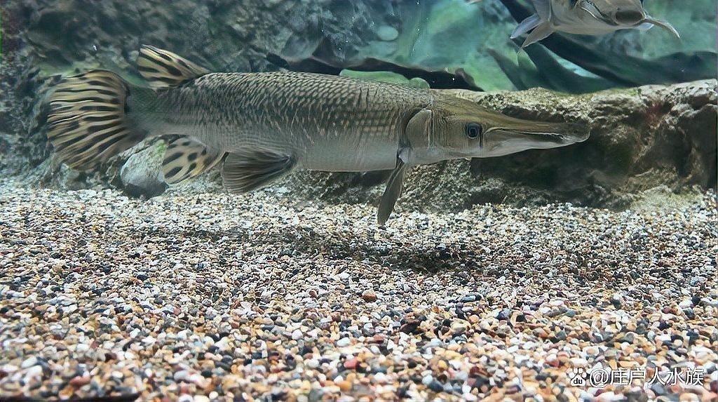 金龍魚和虎魚經(jīng)常打架怎么辦 金龍魚和虎魚經(jīng)常打架怎么辦 龍魚百科 第5張