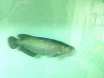 金龍魚長白點怎么治療：如何診斷和治療金龍魚的白點病
