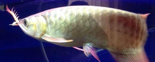 龍魚發色用什么燈好一點：飼養龍魚的注意事項