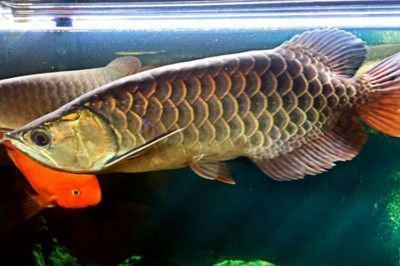 龍魚多大就不掉眼了：如何判斷龍魚營養過剩，龍魚日常護理的注意事項