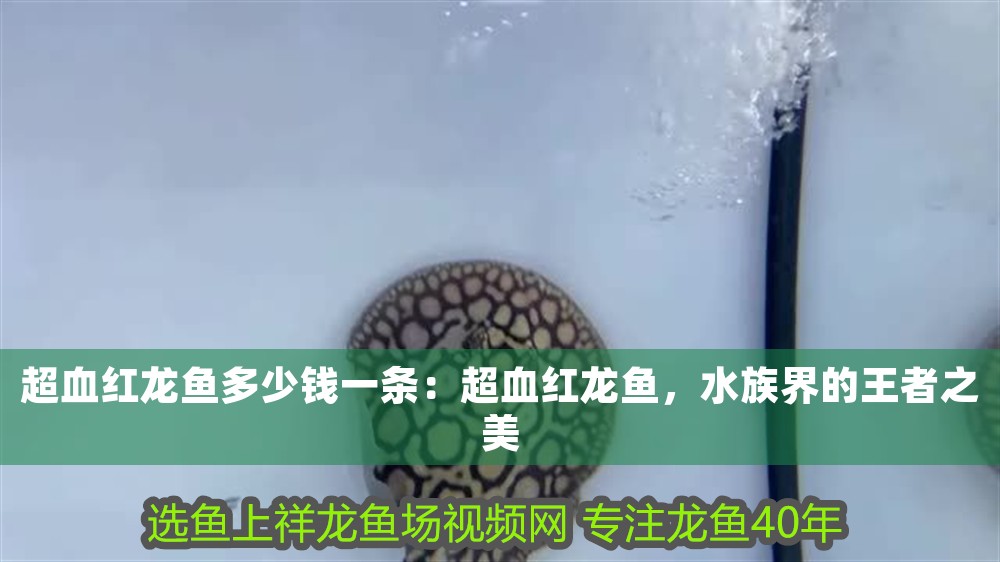 超血紅龍魚多少錢一條：超血紅龍魚，水族界的王者之美