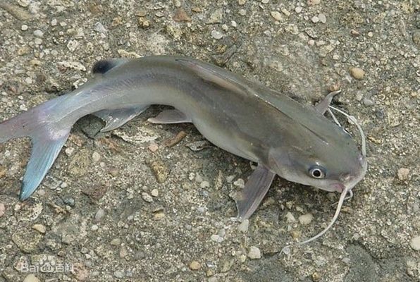 海象魚的攻擊行為研究：海象魚攻擊行為的心理學解釋