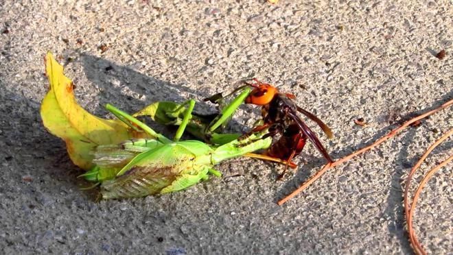 海象魚的攻擊行為研究：海象魚攻擊行為的心理學解釋