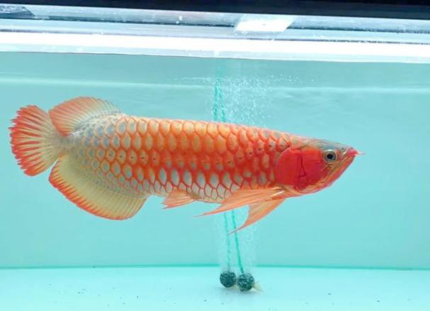 印尼紅龍魚苗圖片大全大圖高清欣賞