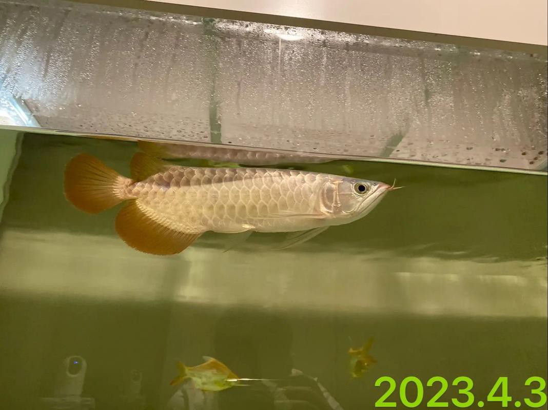 印尼紅龍魚苗圖片大全大圖高清欣賞