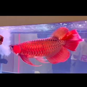 印尼紅龍魚苗圖片大全大圖高清欣賞