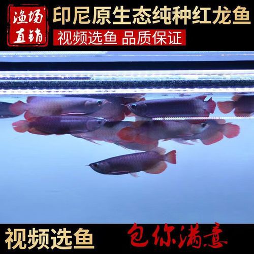 印尼紅龍魚苗圖片大全大圖高清欣賞