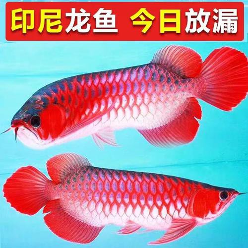 印尼紅龍魚苗圖片大全大圖高清欣賞