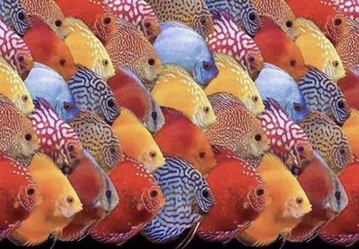 龍魚缸尺寸的最佳比例（選擇龍魚缸尺寸時需要考慮到龍魚的體型、活動空間及健康生長需求）