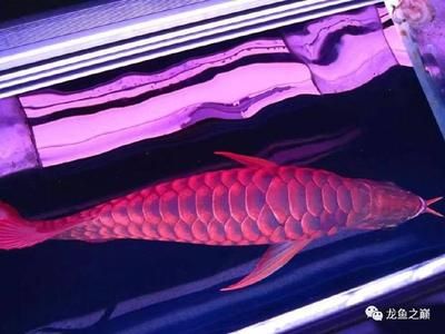 超級紅龍長什么樣：超級紅龍的體形特征和養殖注意事項