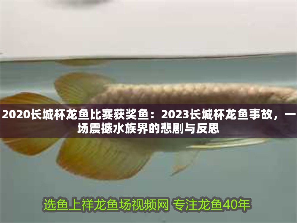 2020長城杯龍魚比賽獲獎魚：2023長城杯龍魚事故，一場震撼水族界的悲劇與反思 2020長城杯龍魚比賽獲獎魚：2023長城杯龍魚事故，一場震撼水族界的悲劇與反思 龍魚百科 第1張