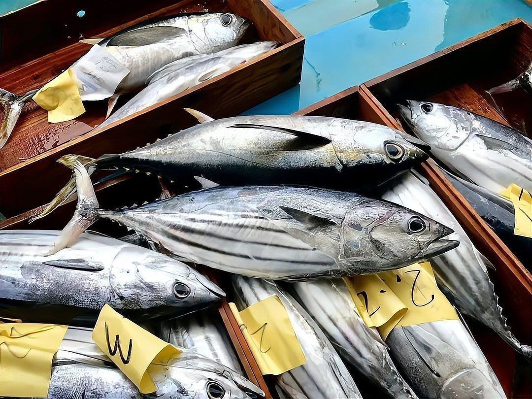 金鱒魚為何被國(guó)家禁止