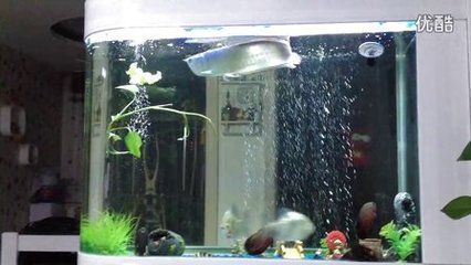 魚缸里養(yǎng)龍魚養(yǎng)幾條好呢圖片：一個1.2米長的魚缸養(yǎng)龍魚，養(yǎng)幾條好 魚缸里養(yǎng)龍魚養(yǎng)幾條好呢圖片：一個1.2米長的魚缸養(yǎng)龍魚，養(yǎng)幾條好 龍魚百科 第3張