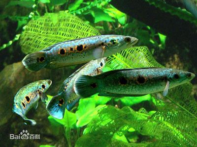 雷龍魚幼魚適宜的飼料選擇：雷龍魚幼魚適宜的飼料選擇及牌推薦