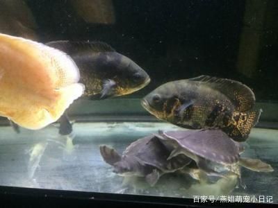 龍魚能和地圖魚混養(yǎng)嗎：銀龍魚與地圖魚混養(yǎng)優(yōu)勢，如何管理水族箱水質(zhì)環(huán)境