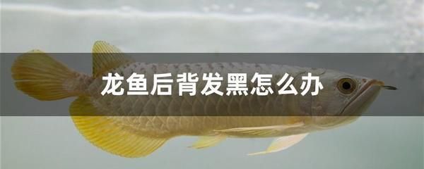 龍魚身體發黑什么時候能恢復（龍魚身體發黑怎么辦） 龍魚身體發黑什么時候能恢復（龍魚身體發黑怎么辦） 龍魚百科 第1張