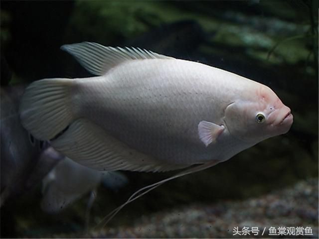 龍魚身體發黑什么時候能恢復（龍魚身體發黑怎么辦） 龍魚身體發黑什么時候能恢復（龍魚身體發黑怎么辦） 龍魚百科 第4張