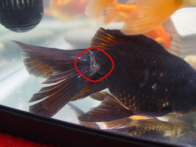 金龍魚身體發白怎么啦